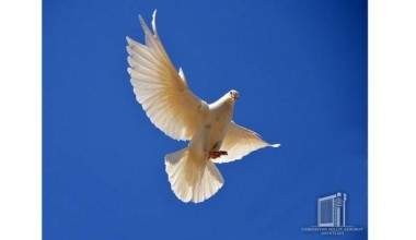 Vatan uchun ko‘ksini qalqon qilgan o‘g‘lonlarning jasorati unutilmaydi