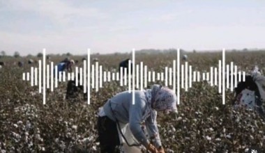 Paxta terimiga chiqmaganlarga bola puli berilmasligini aytgan mahalla raisi jarimaga tortildi